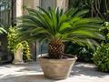 معرفی گیاه سیکاس ژاپنی (ساگو پالم) (Japanese Sago Palm)  - Cycas giappone